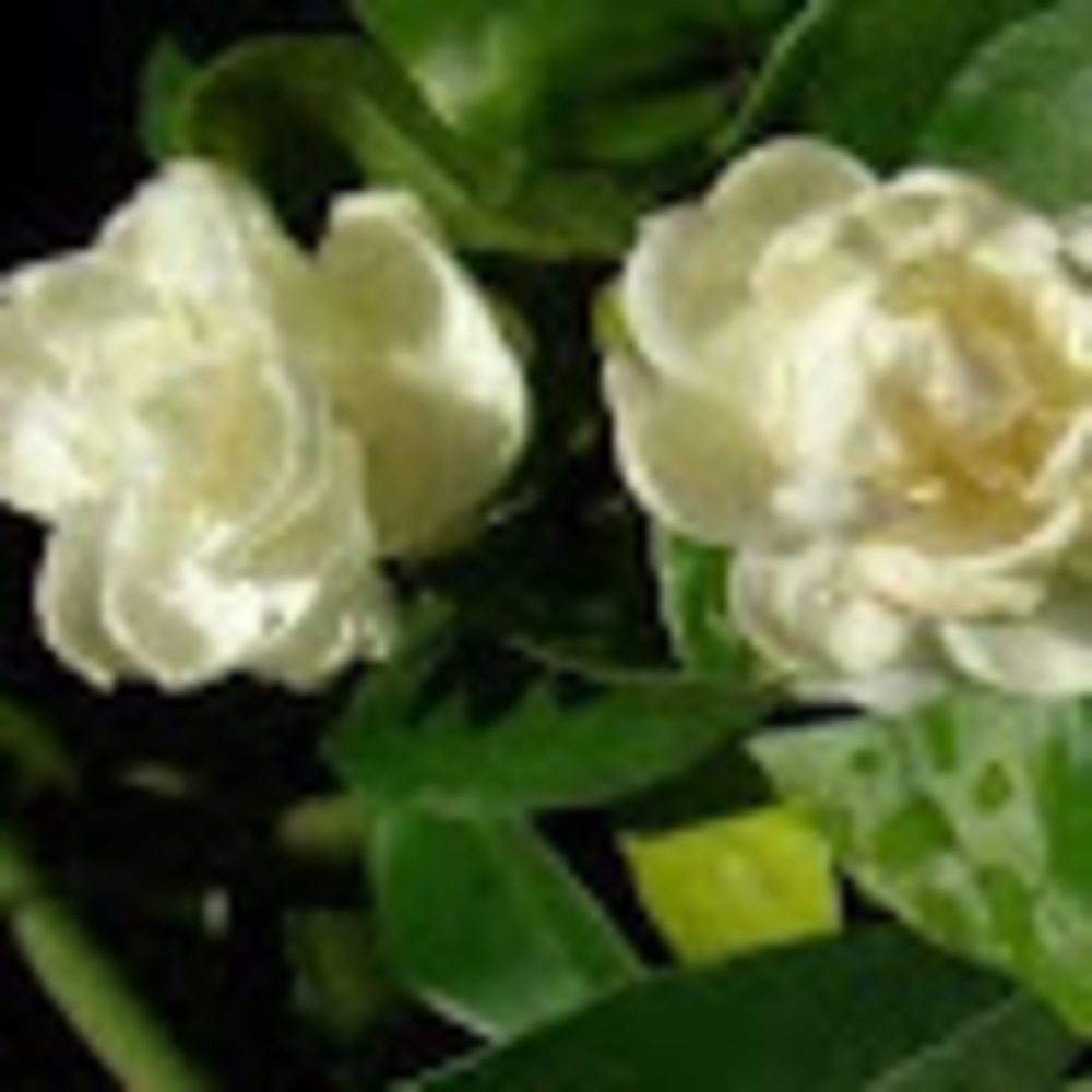 Meet your Posher, Jas